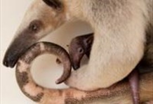 Discovery Cove® Ultimate Package